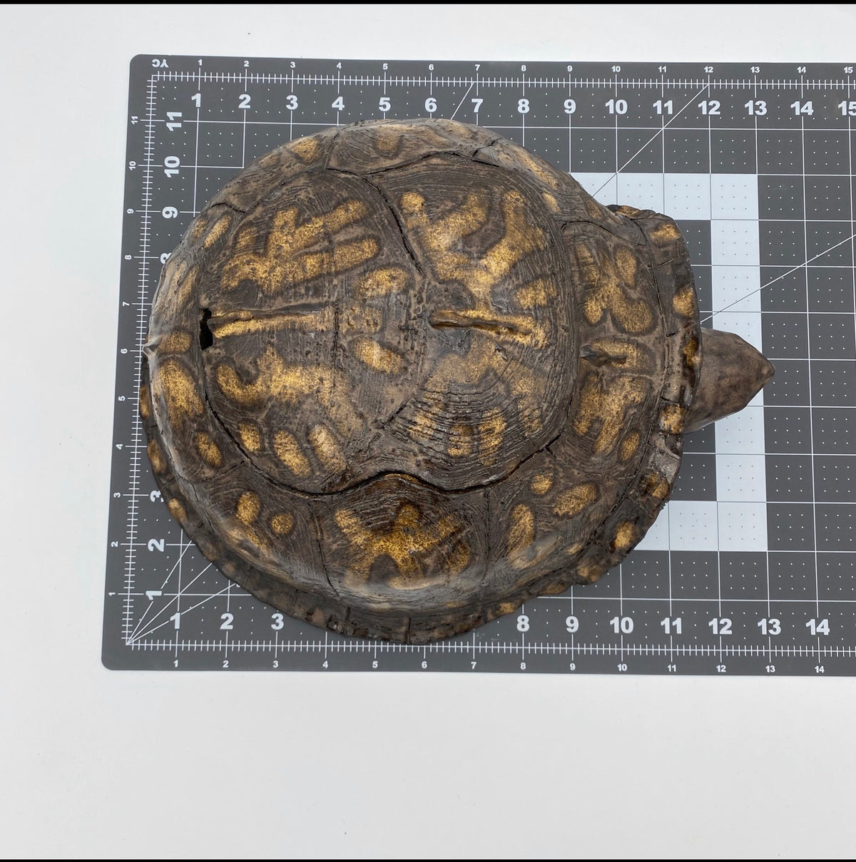 Box Turtle Tureen (LARGE)