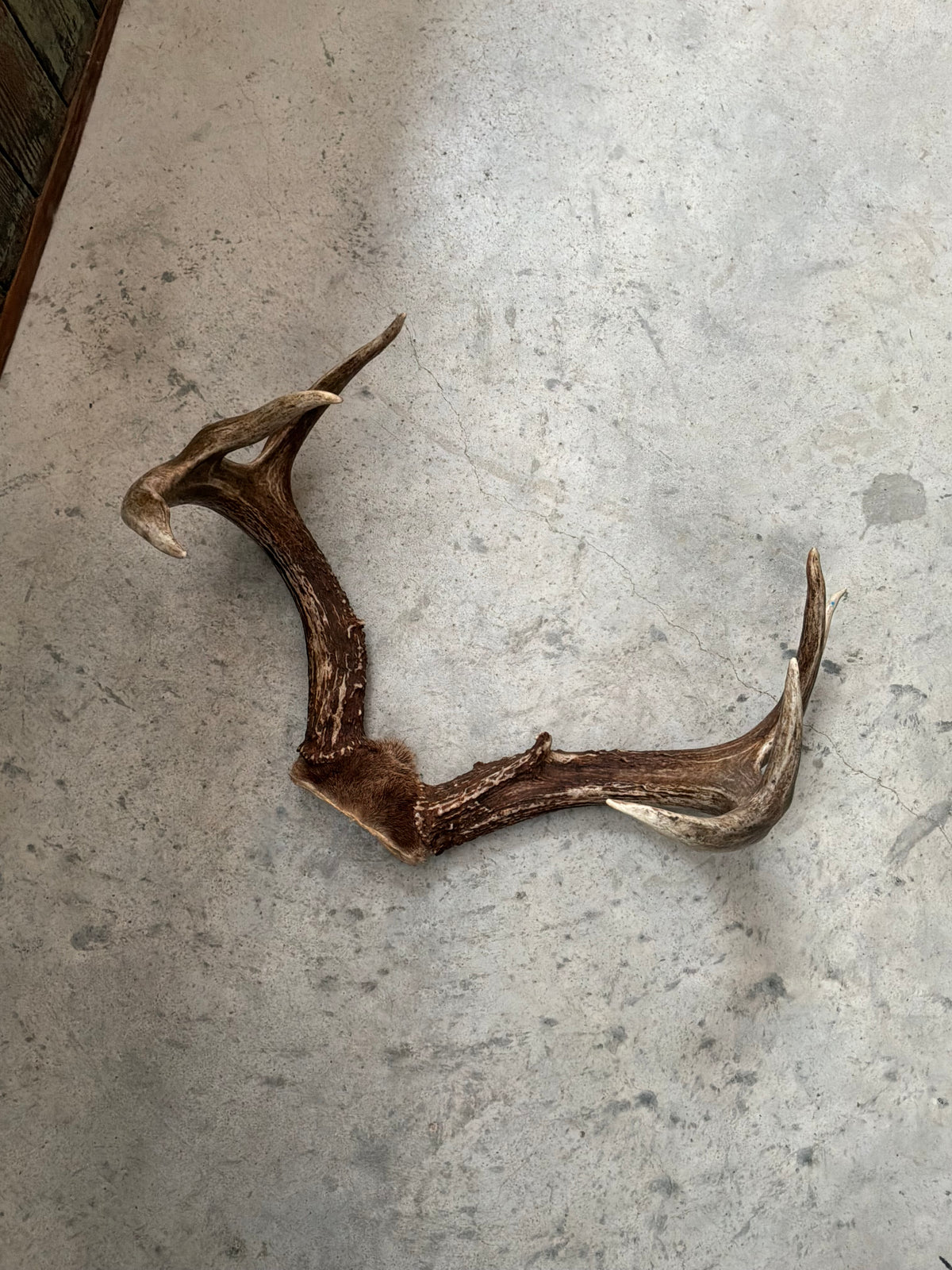 Natural Deer Antler