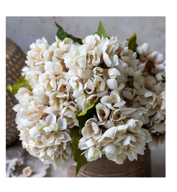 Hydrangea Morning Mist Stem