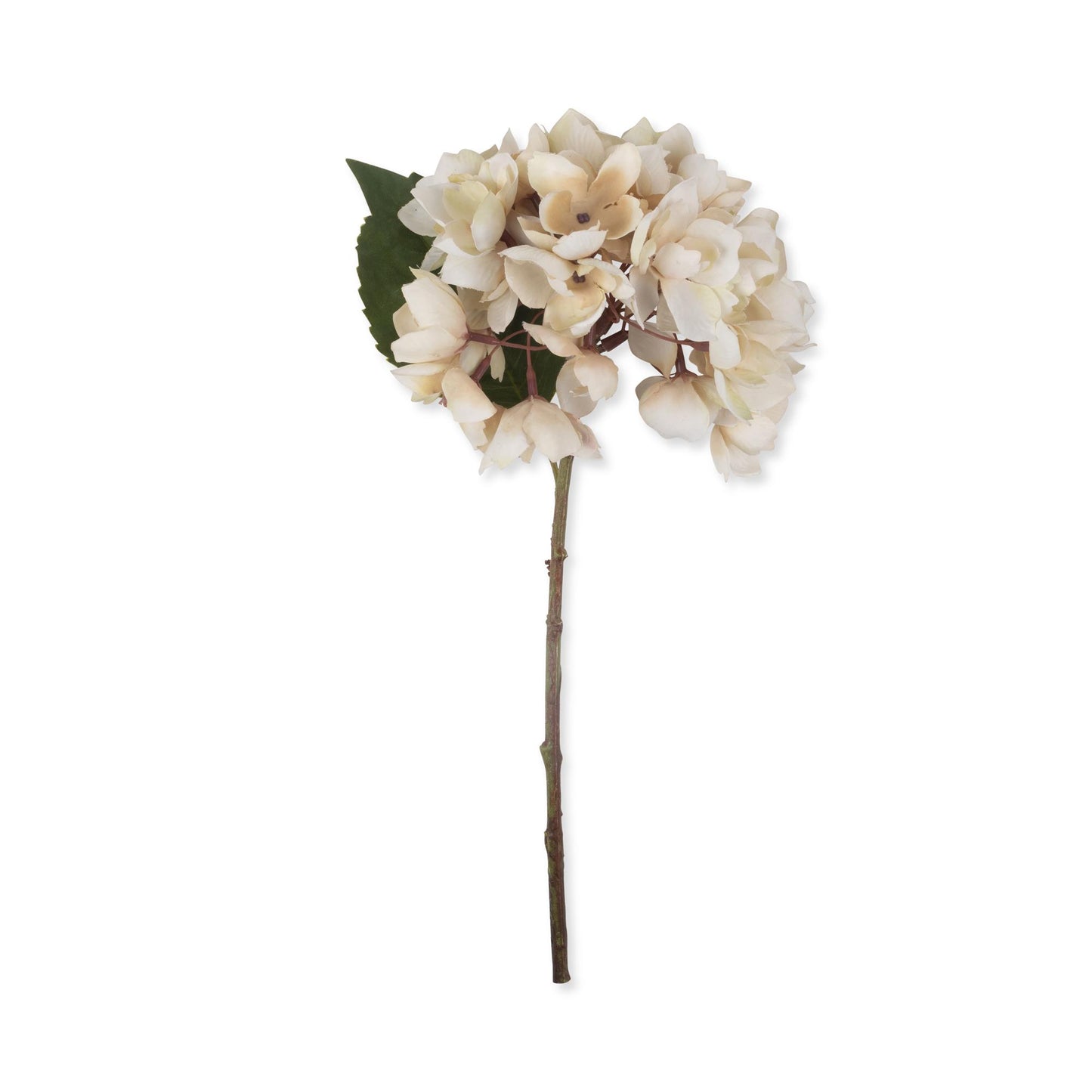 Hydrangea Morning Mist Stem