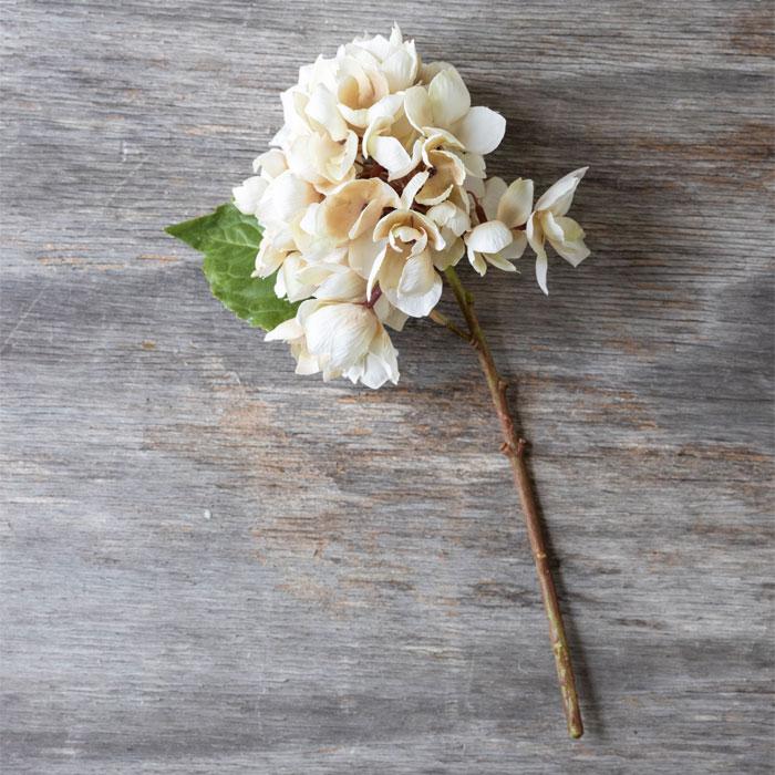 Hydrangea Morning Mist Stem