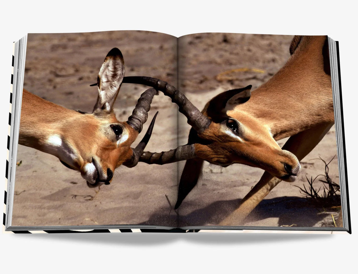 African Adventures The Greatest Safari on Earth