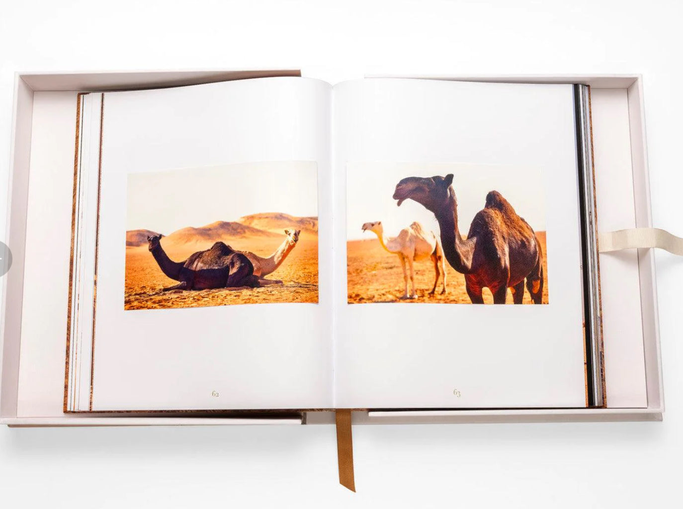 Camels from Saudi Arabia
