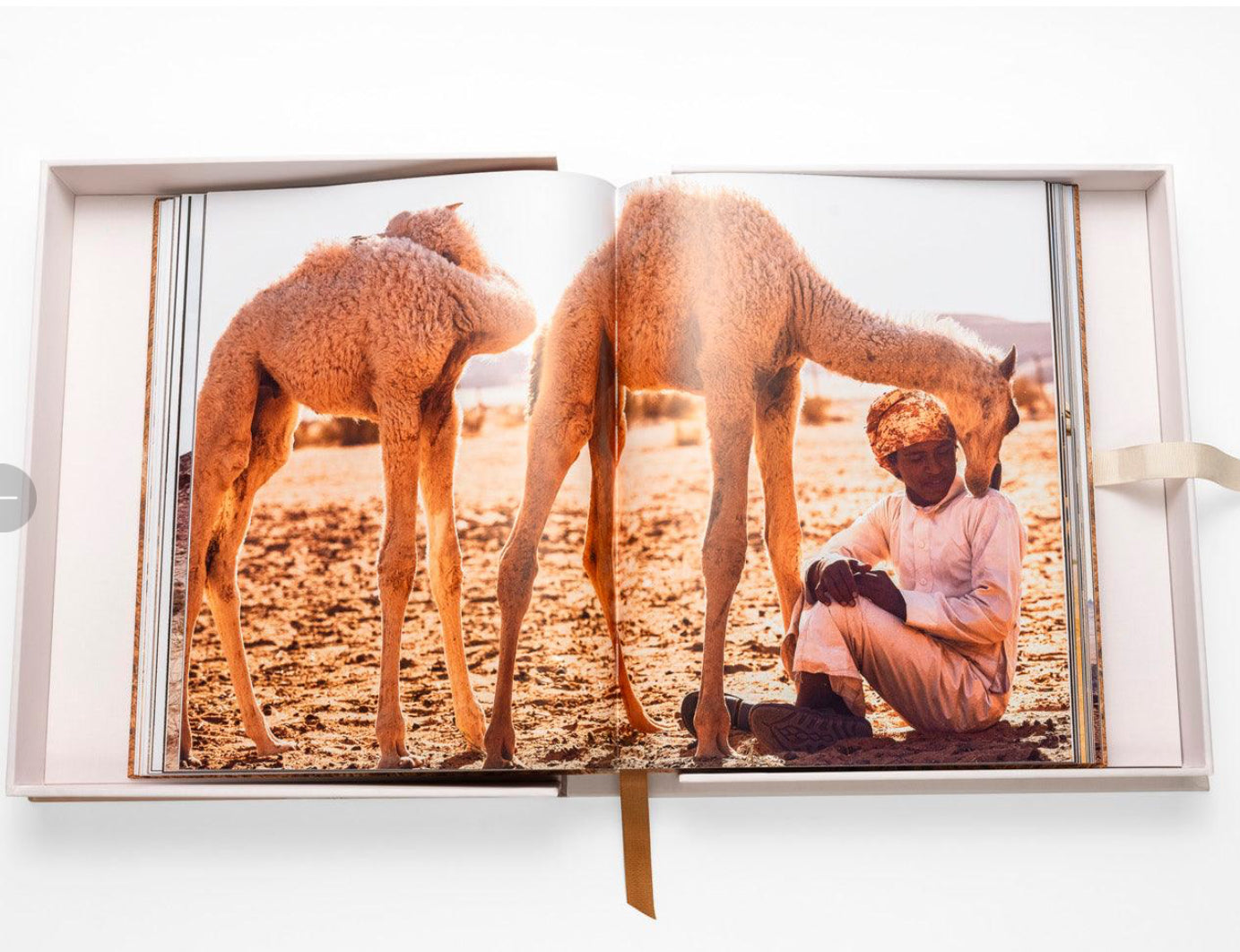 Camels from Saudi Arabia