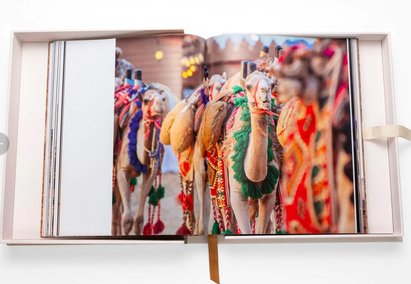 Camels from Saudi Arabia