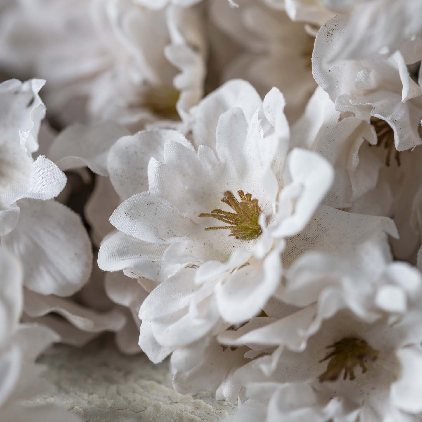 Cherry Blossom