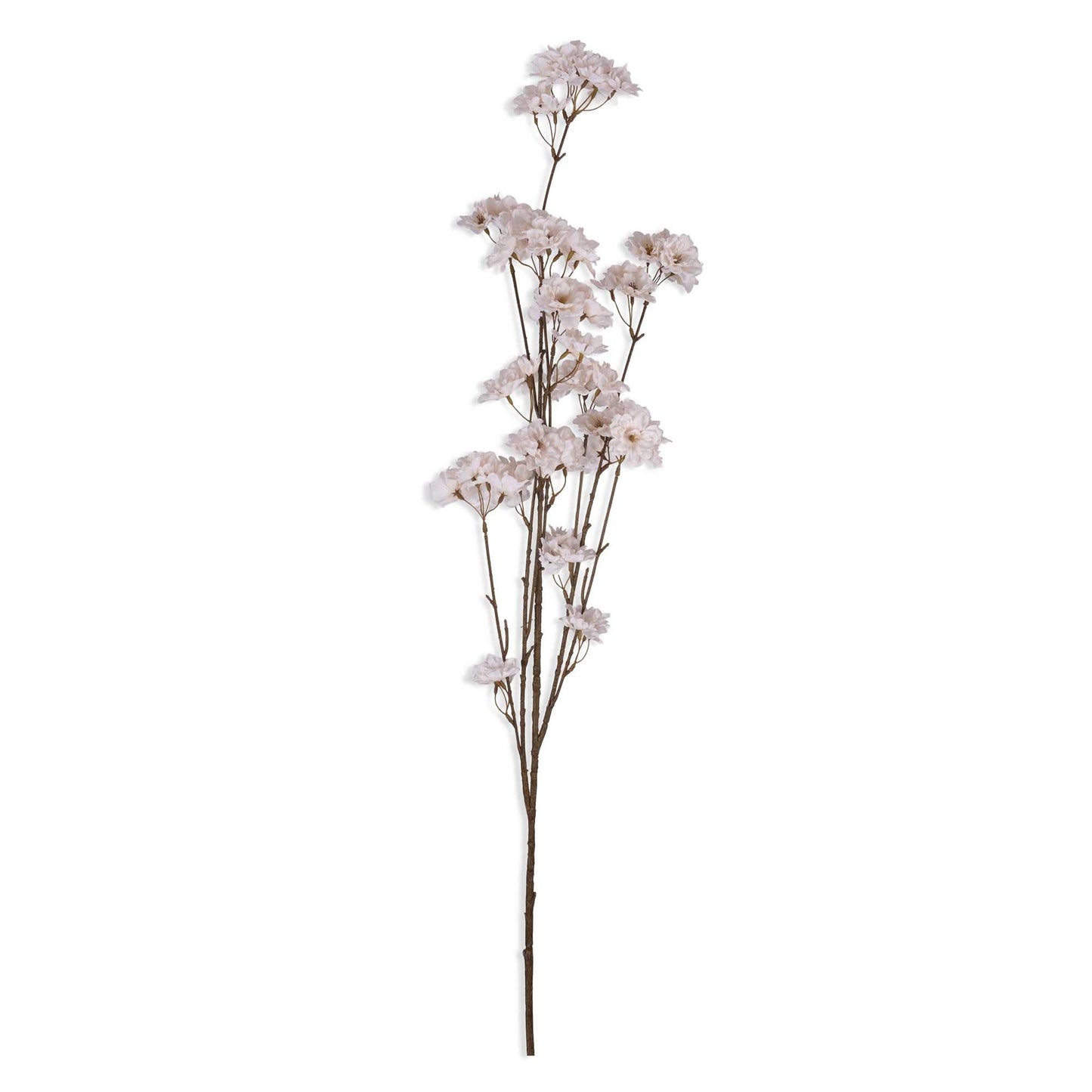 Cherry Blossom