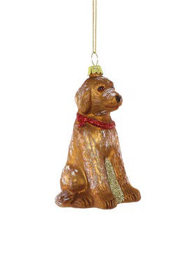 Labradoodle