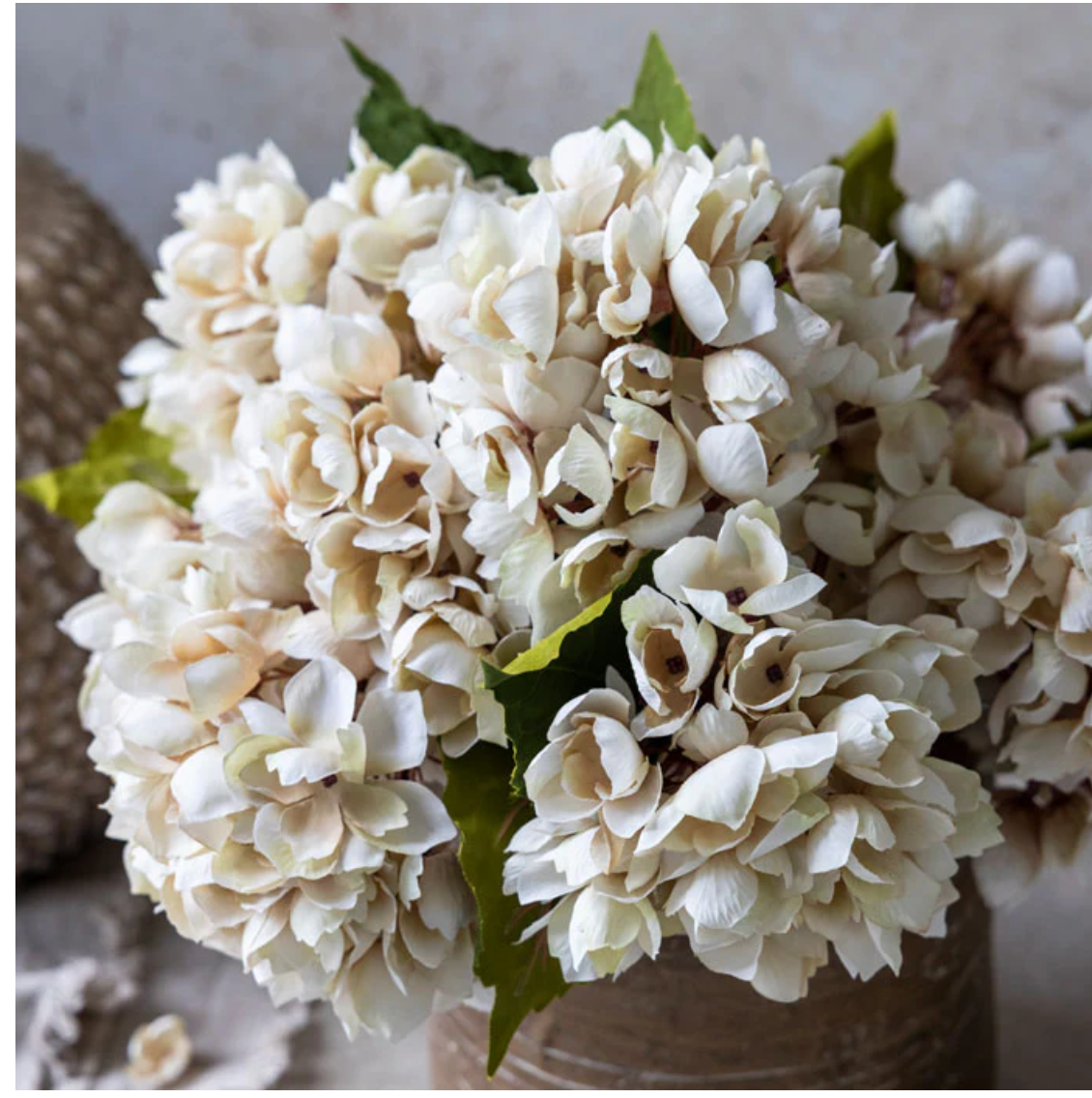 Hydrangea Morning Mist Stem