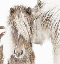Load image into Gallery viewer, Icelandic Ponies
