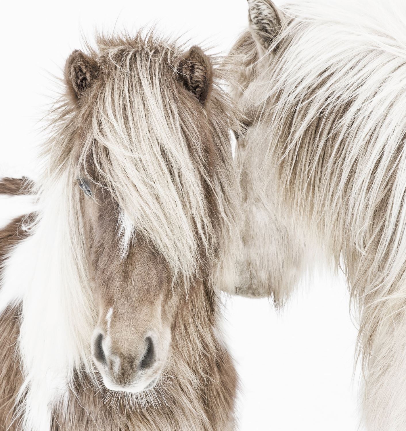 Icelandic Ponies