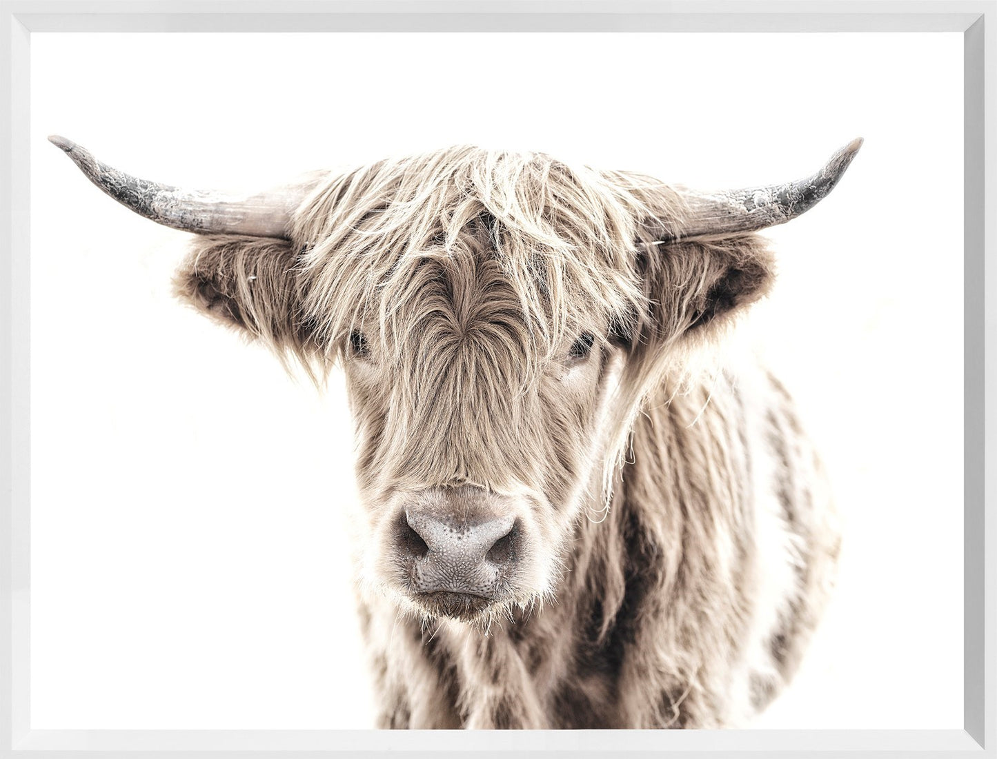 Highland Cow