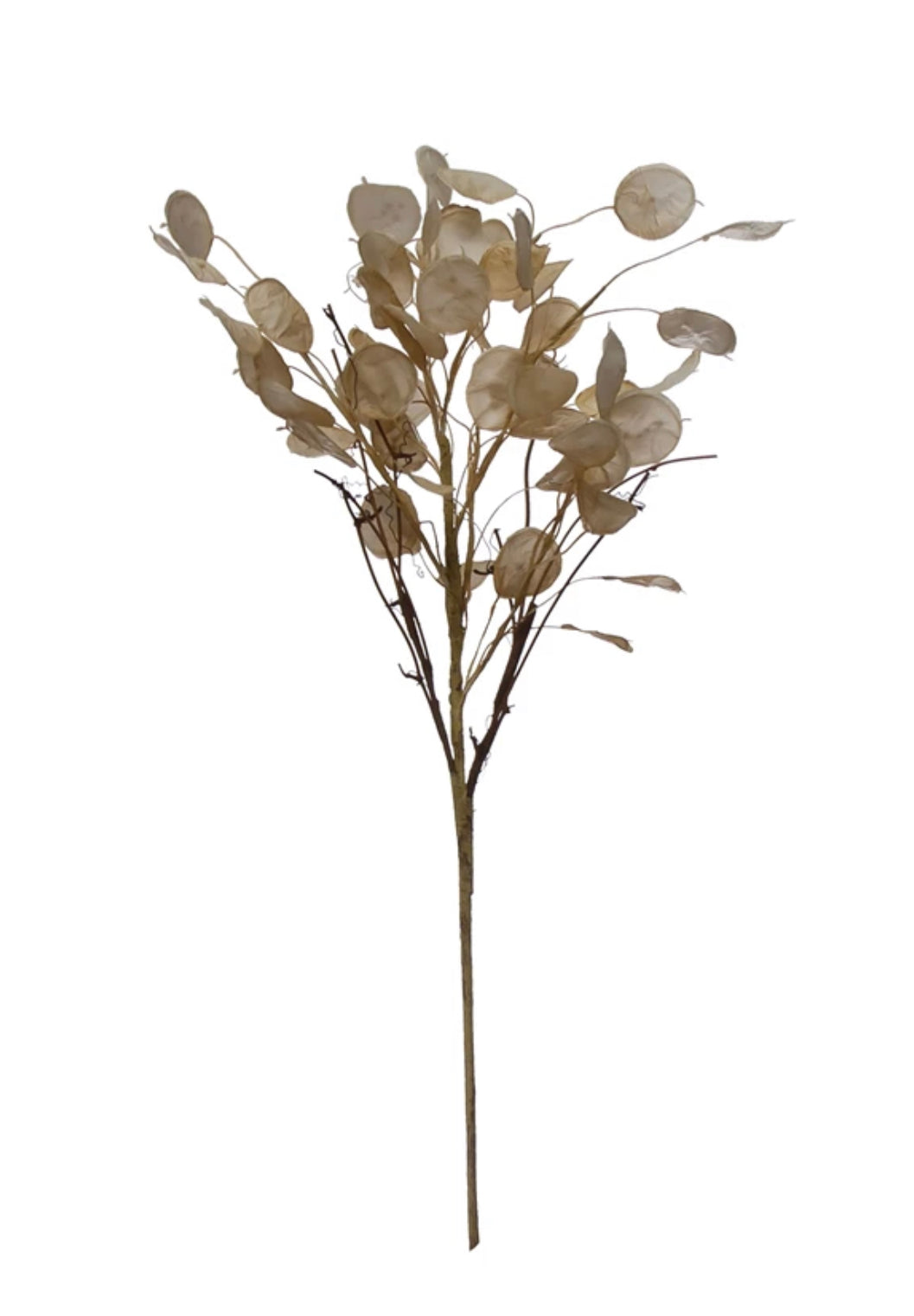 28"H Faux Silver Dollar Stem, Cream Color