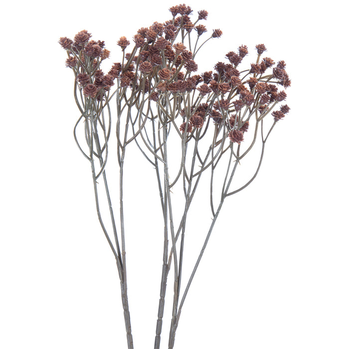 Gypsophila Stem