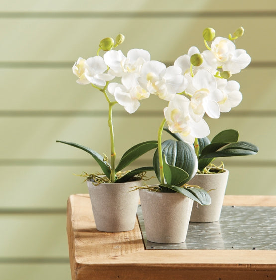 Mini Phalaenopsis