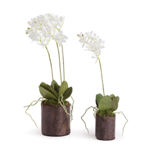 Dendrobium Drop-ins