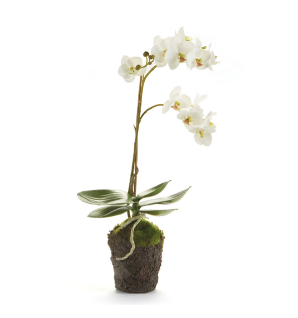 Phalaenopsis Orchid