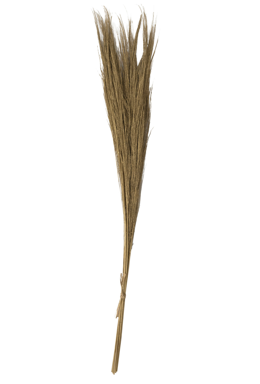 Broom Grass Bunch