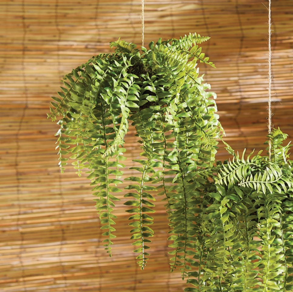 Boston Hanging Fern