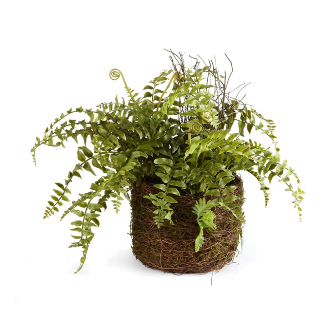 Boston Fern Rustic Drop-In
