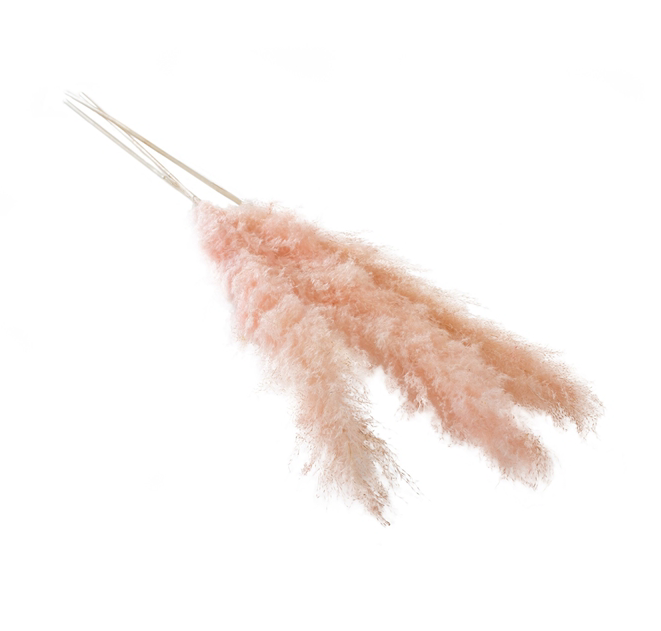 Pampas Grass 55"