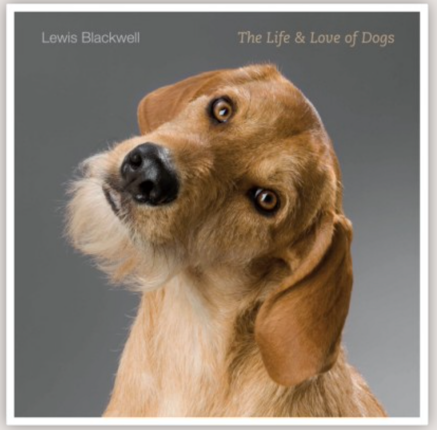 Life and Love of Dogs
