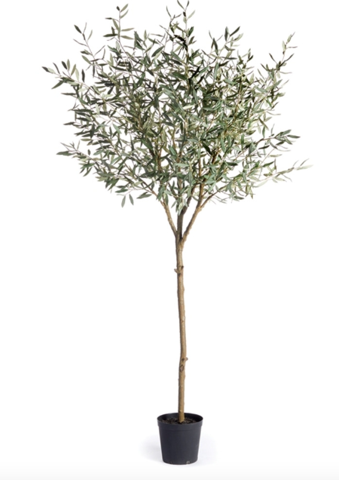 Olive Tree