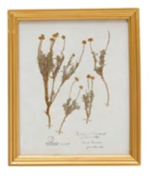 Wood Framed Glass Wall Décor Botanicals