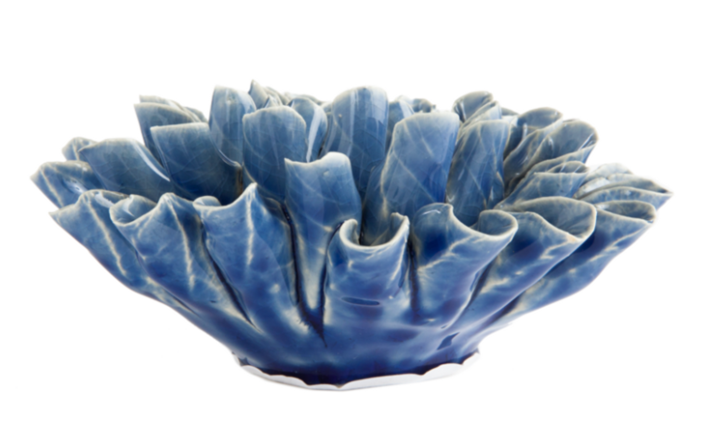 Chrysanthemum Indigo