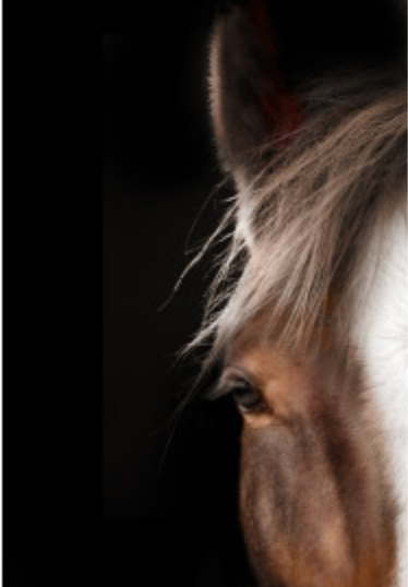 White Face Horse
