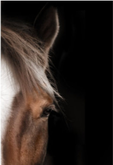 White Face Horse