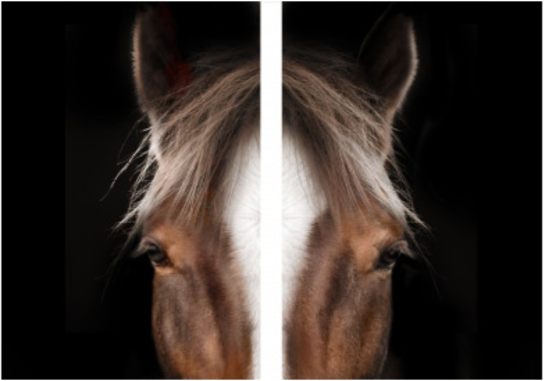 White Face Horse