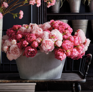 Peony Bundles or Single Stem