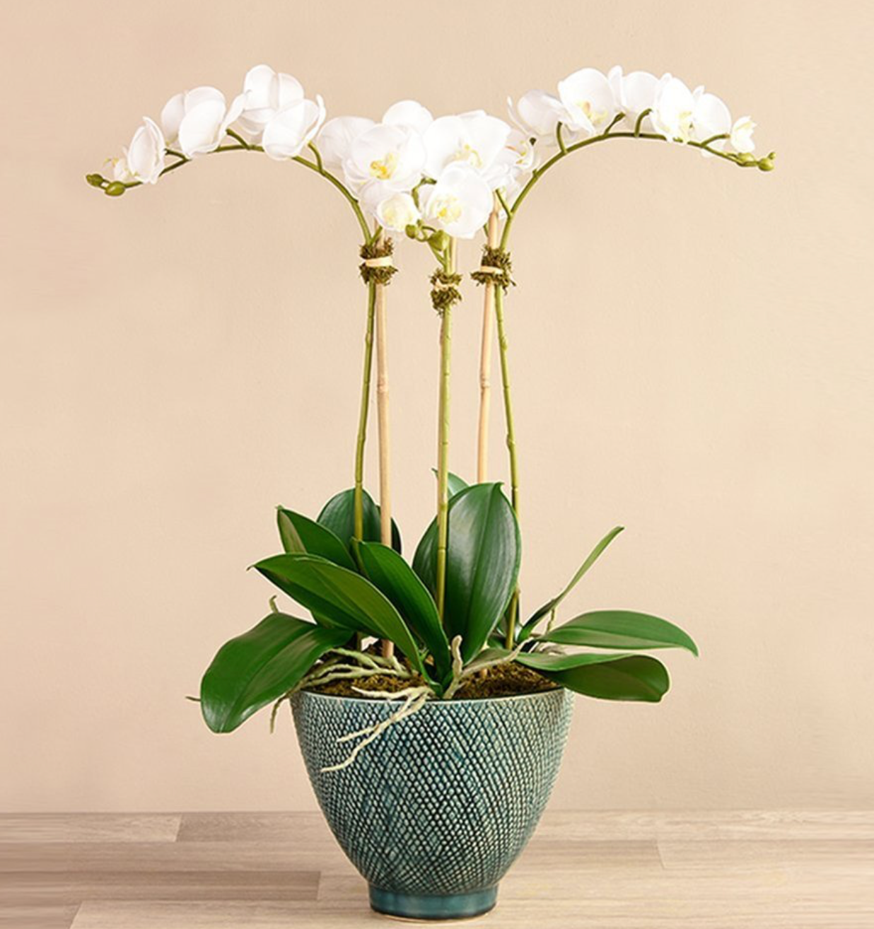Rustic Orchid Arrangement