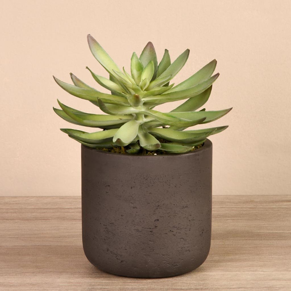 Desert Echeveria Succulent