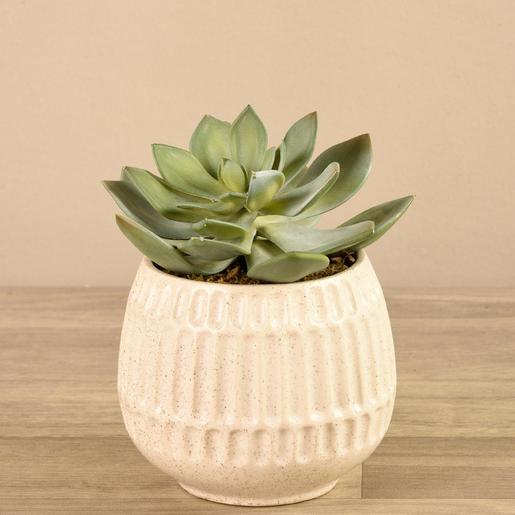 Potted Succulent