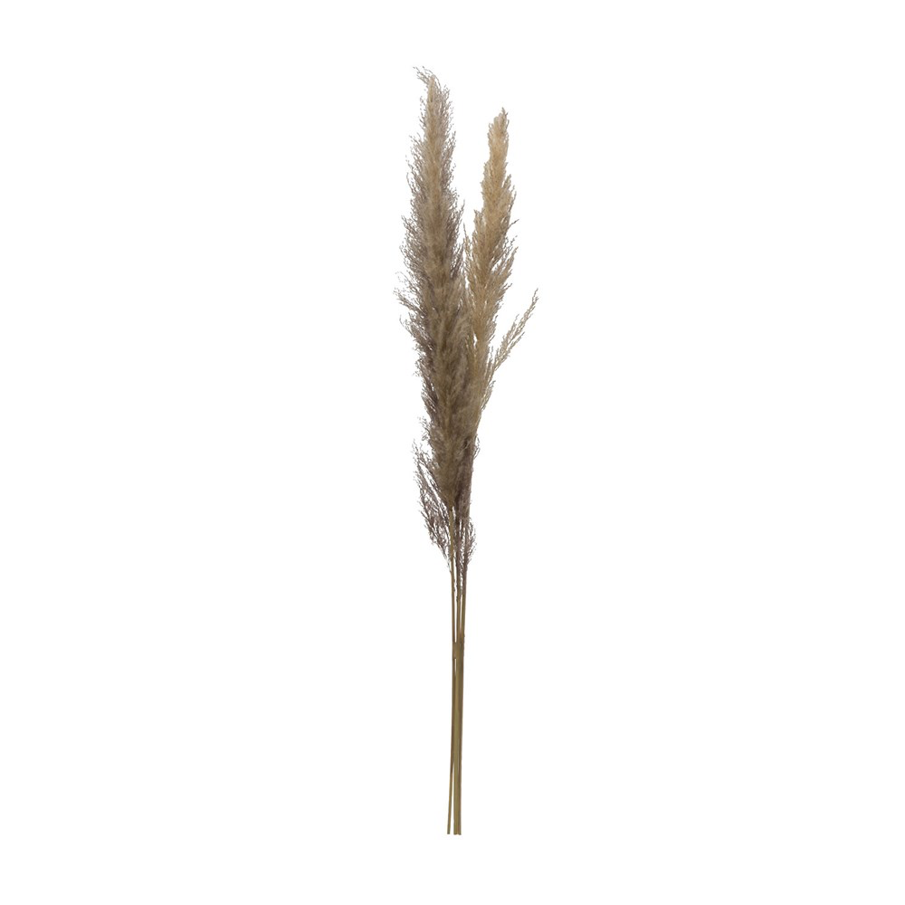 43"H Dried Natural Pampas Grass Bunch
