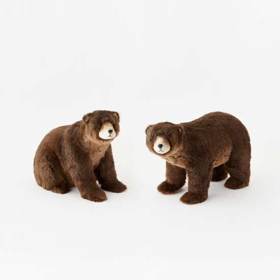 Brown Bear