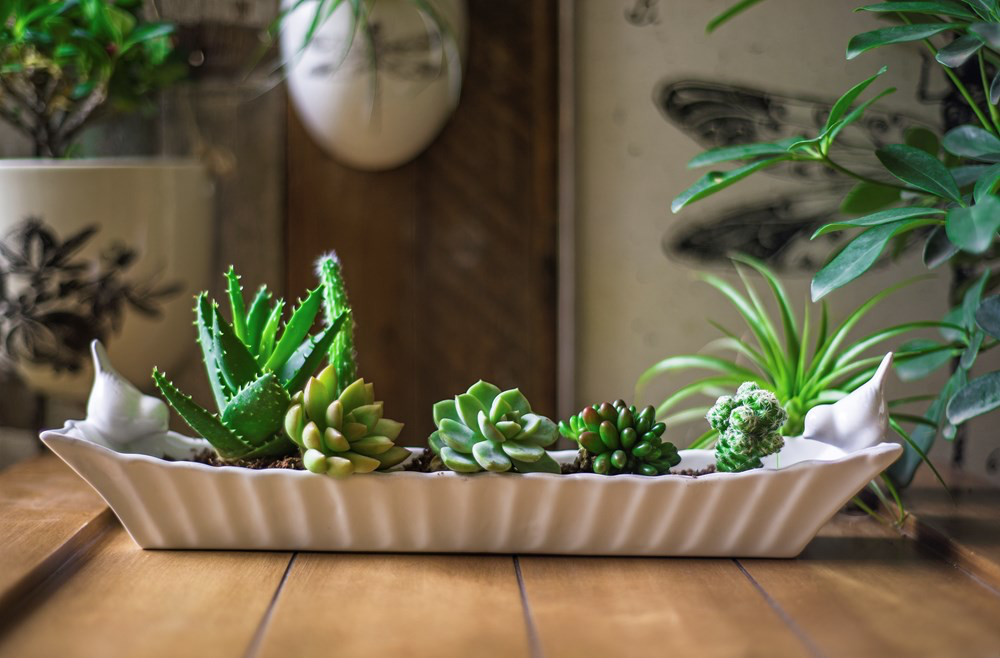 Ceramic Cracker Dish