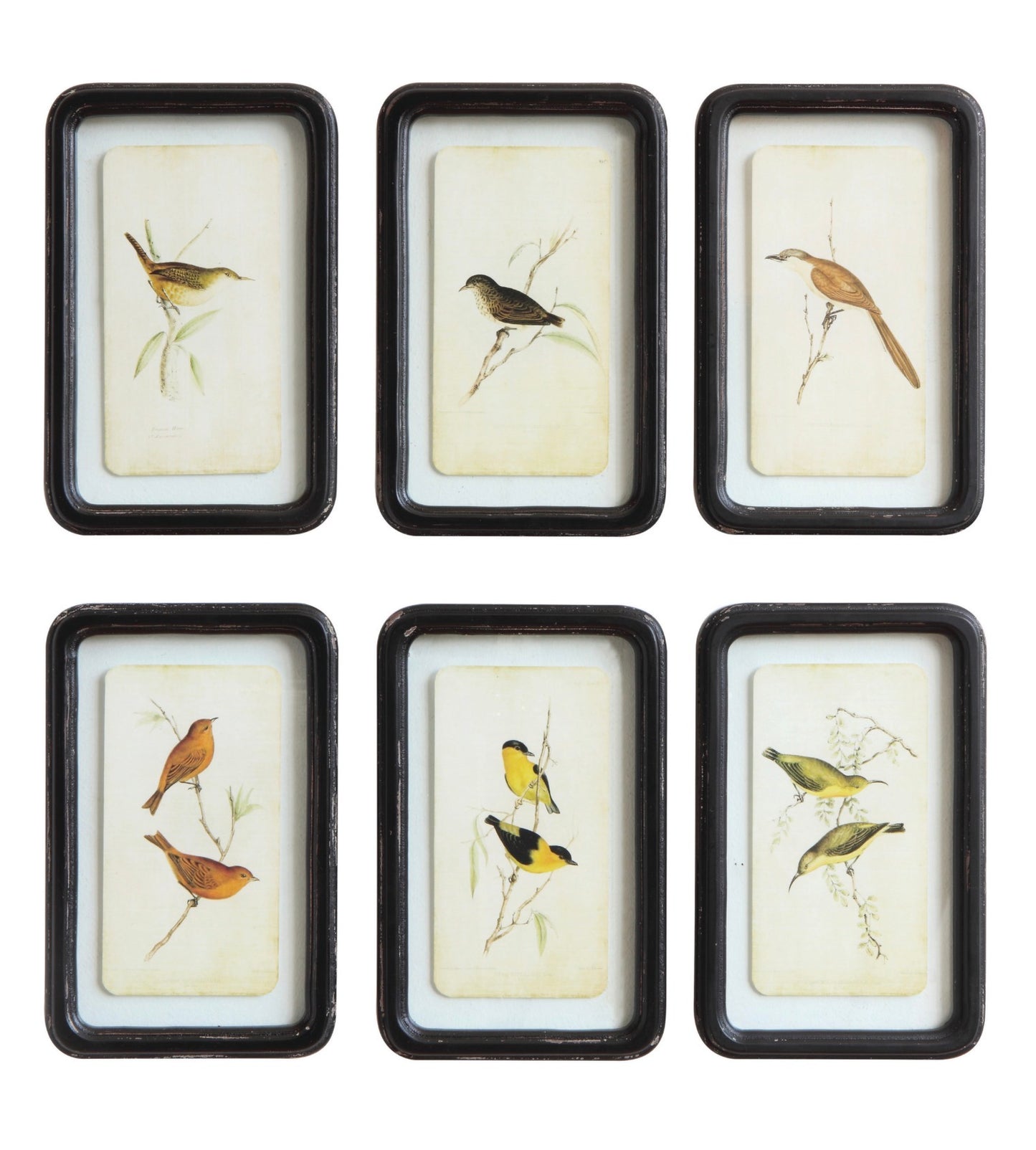 Birds