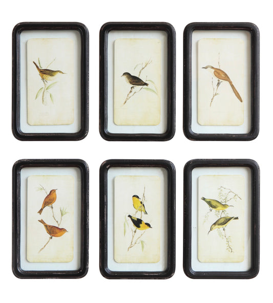 Birds
