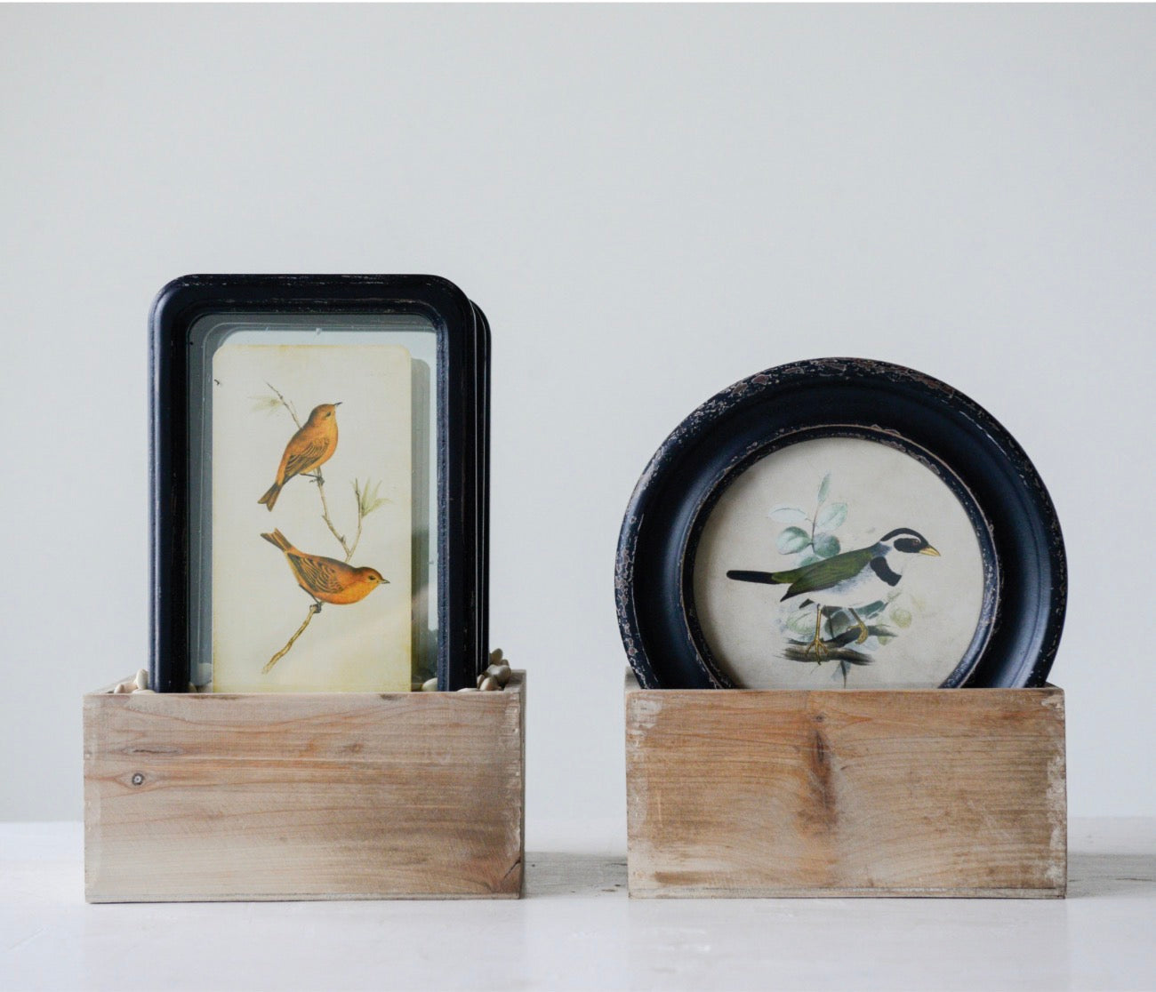 Birds