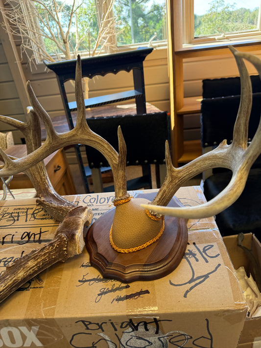 Vintage Mounted Deer Antler Trophy