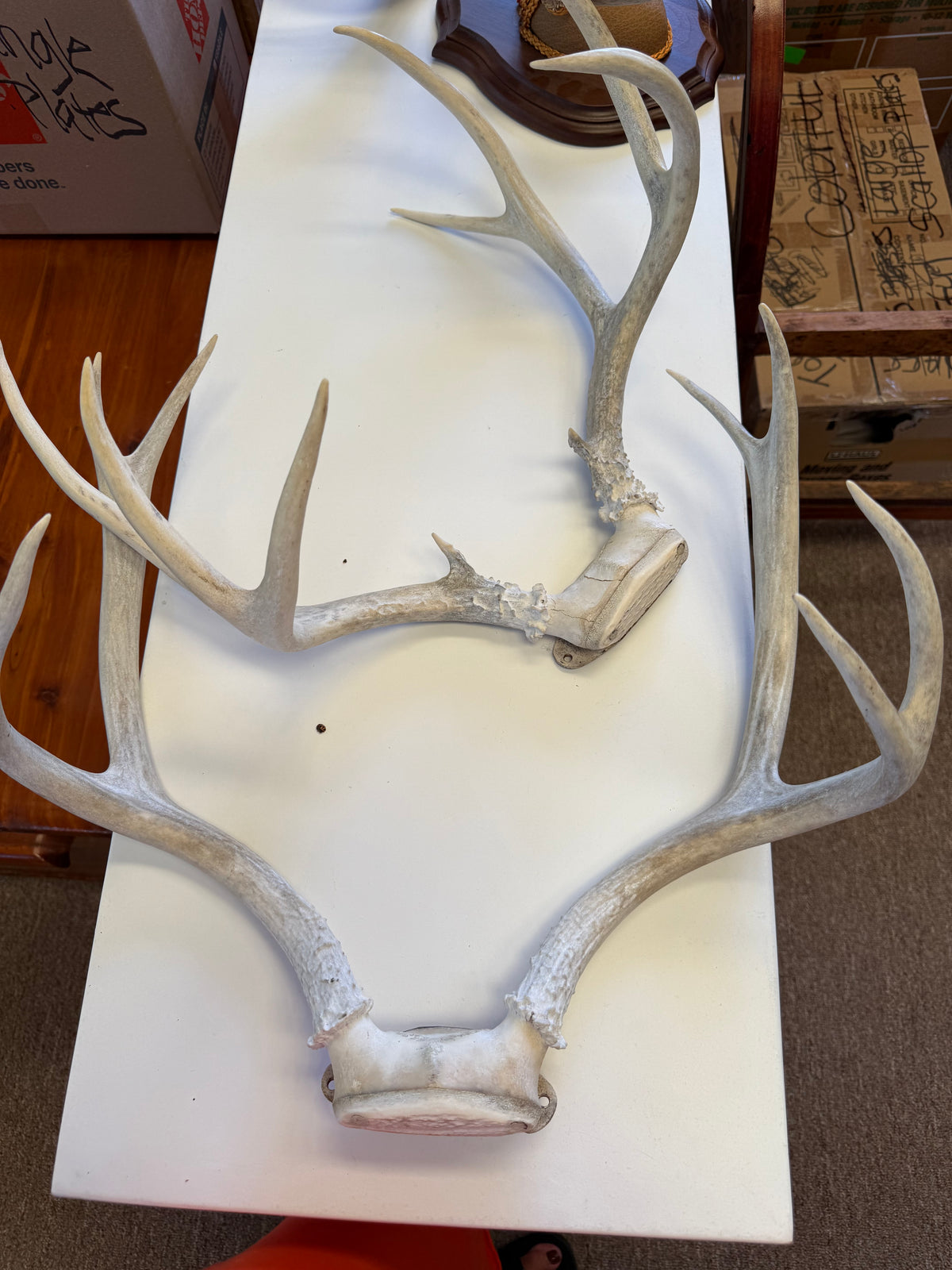 Vintage Natural Deer Antler Mounts