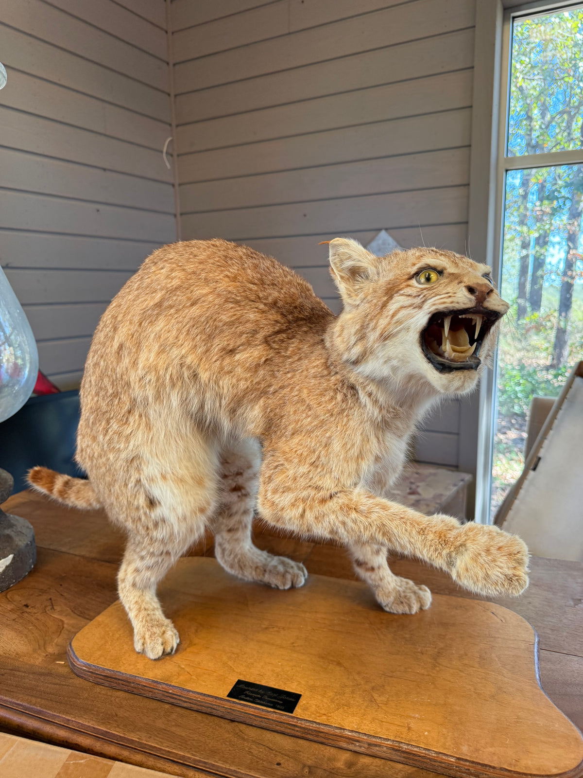 Bobcat
