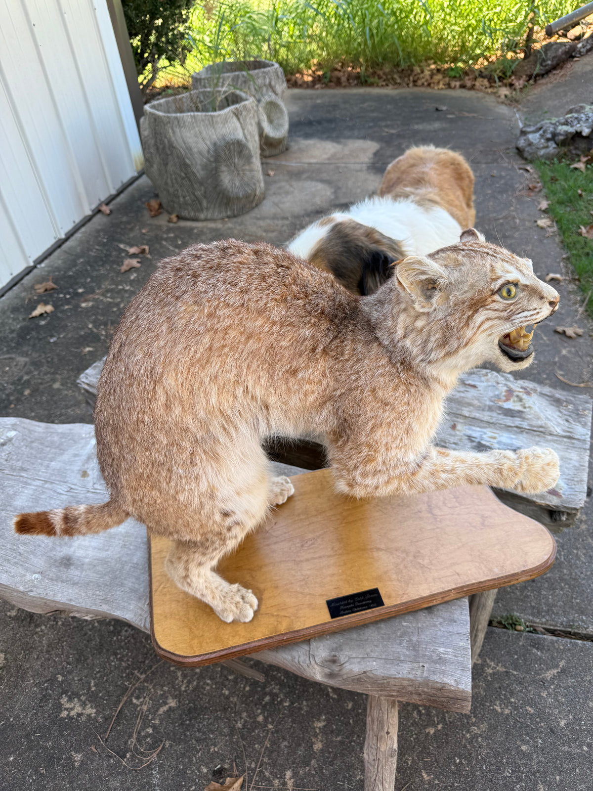 Bobcat
