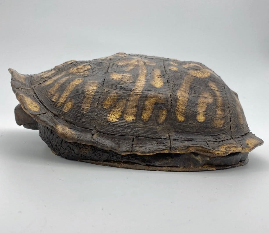 Box Turtle Serving Platter