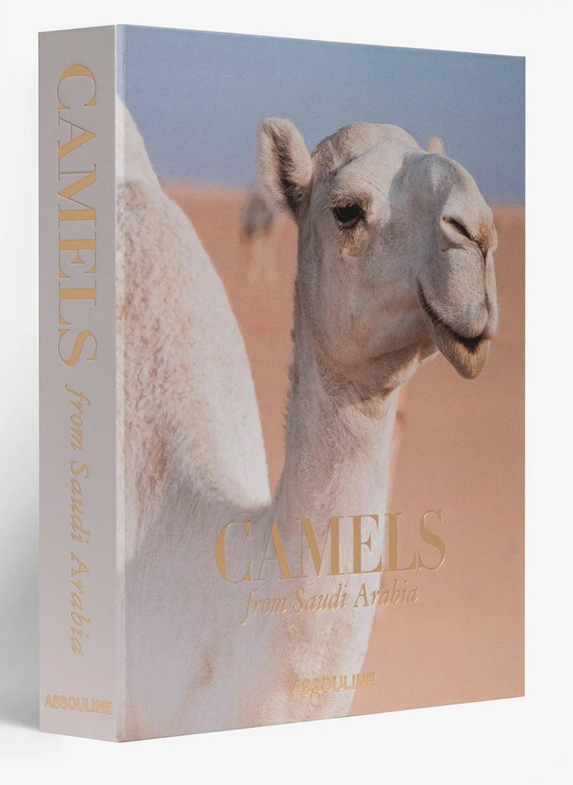 Camels from Saudi Arabia