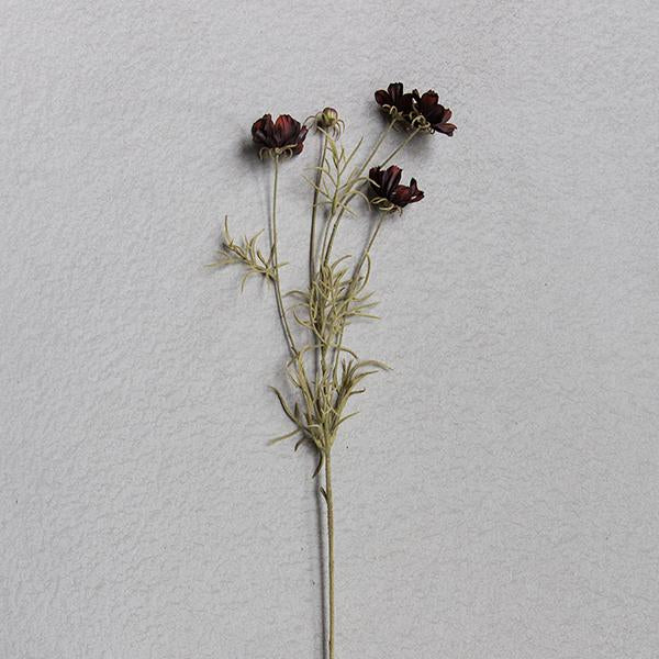 Cosmos Stem