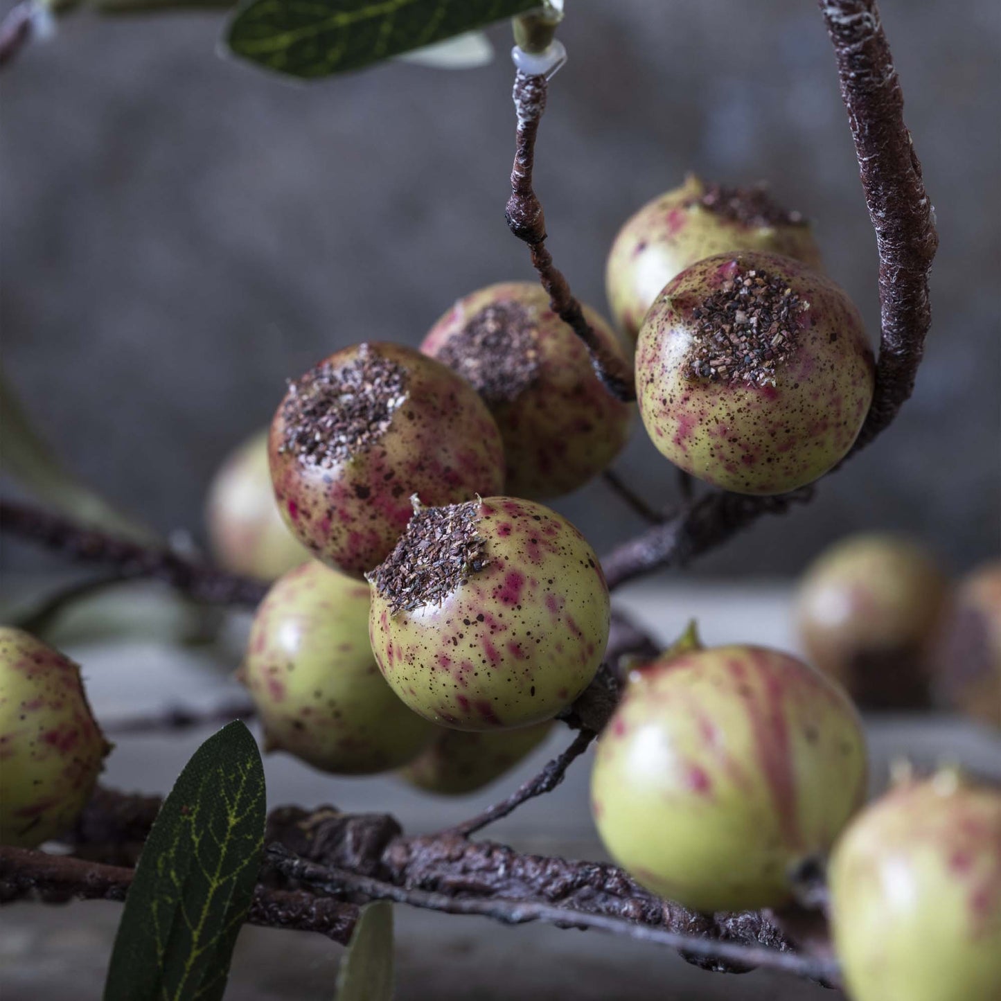 Rosehip Dappled